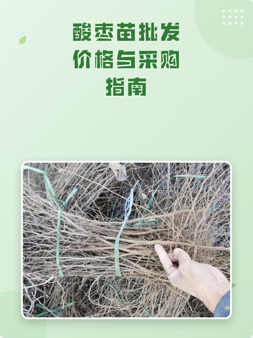 酸枣树苗多少钱一棵?2026年市场参考价格与选购指南 常见问题解答(FAQ)