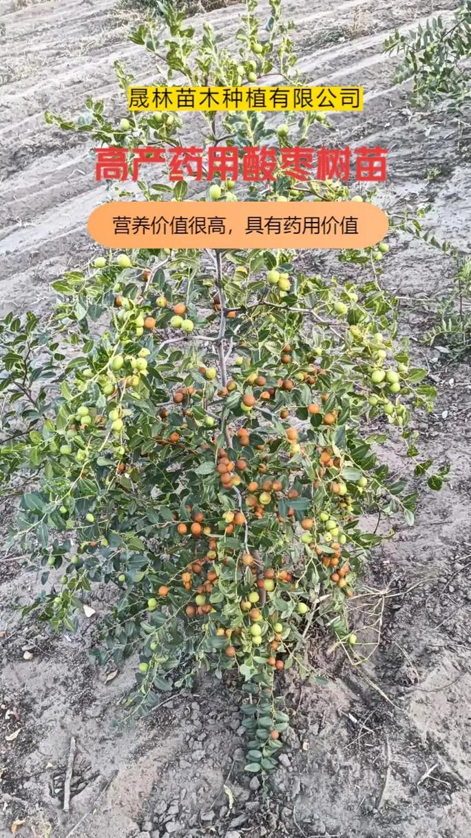 酸枣树苗多少钱一棵?2026年市场参考价格与选购指南 咨询指南