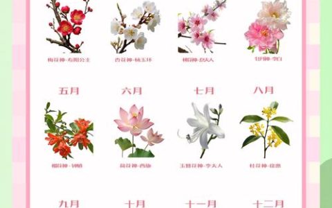 四月花神是什么花？牡丹的详细百科介绍