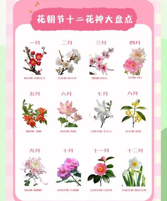 四月花神是什么花？牡丹的详细百科介绍