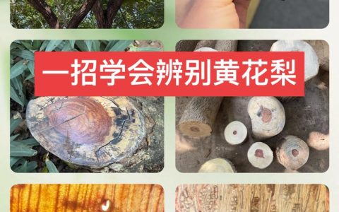 康梨是黄花梨吗？一文厘清两种名贵木材的真相