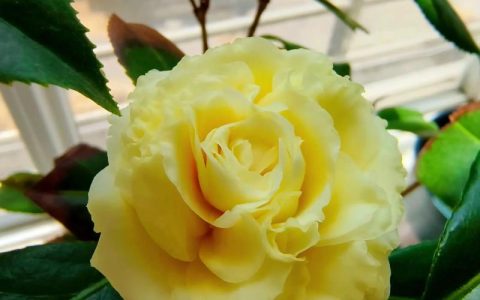 正黄旗茶花什么时候开花？花期、养护与促花全攻略