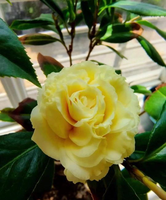 正黄旗茶花什么时候开花？花期、养护与促花全攻略