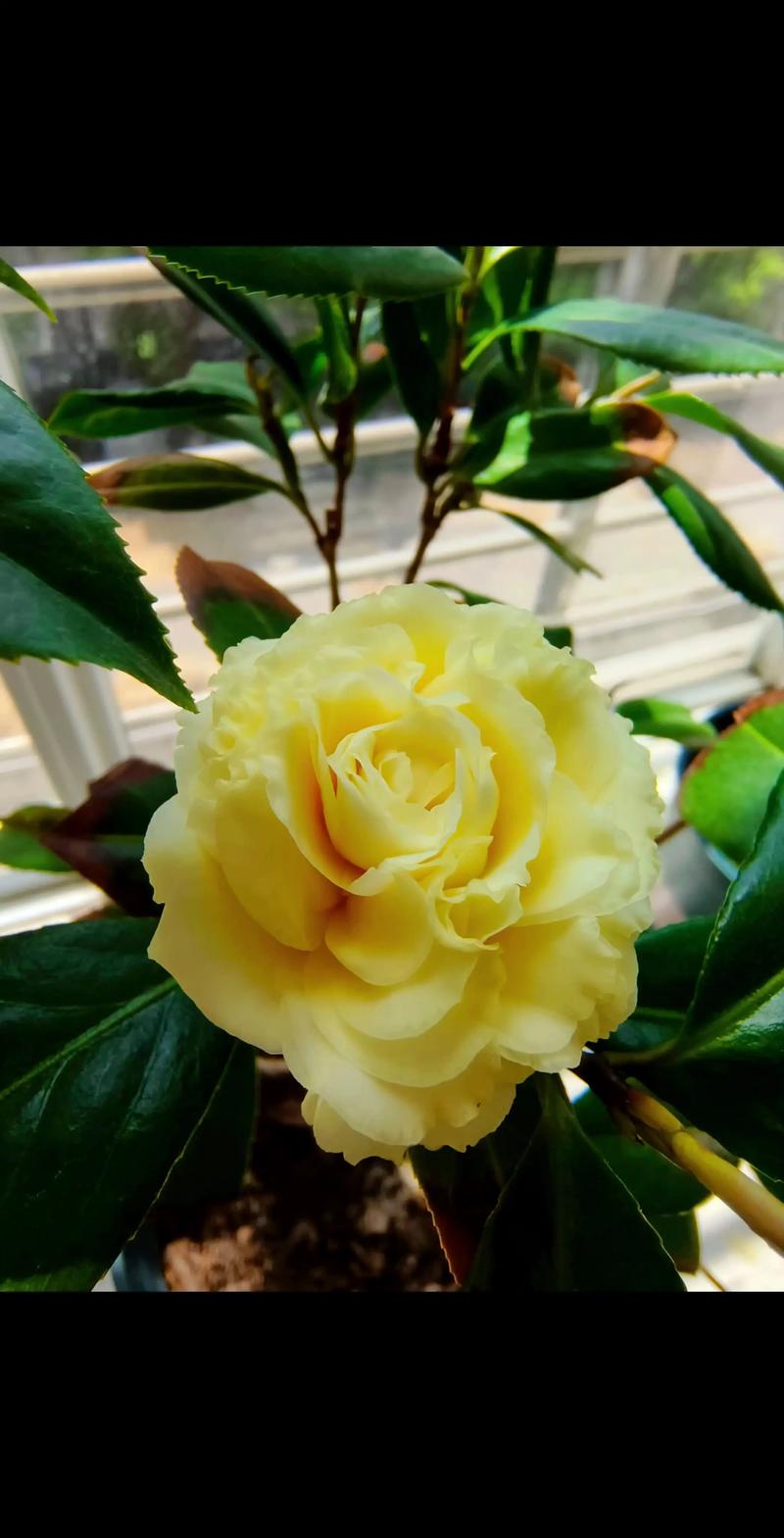 正黄旗茶花什么时候开花?花期、养护与促花全攻略 正黄旗茶花什么时候开花?花期、养护与促花全攻略