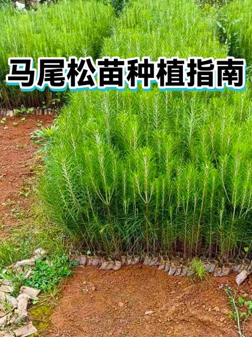 马尾松苗多少钱一棵?2025年价格参考与影响因素详解 运输因素:距离与包装方式影响最终成本