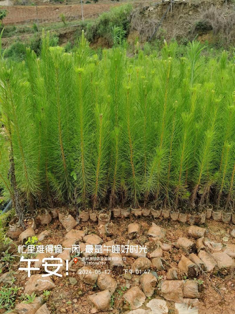 马尾松苗多少钱一棵?2025年价格参考与影响因素详解 数量因素:批发与零售价差明显