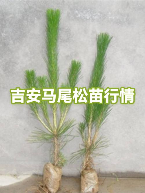 马尾松苗多少钱一棵?2025年价格参考与影响因素详解 综合价格参考表(2023-2024年市场数据)