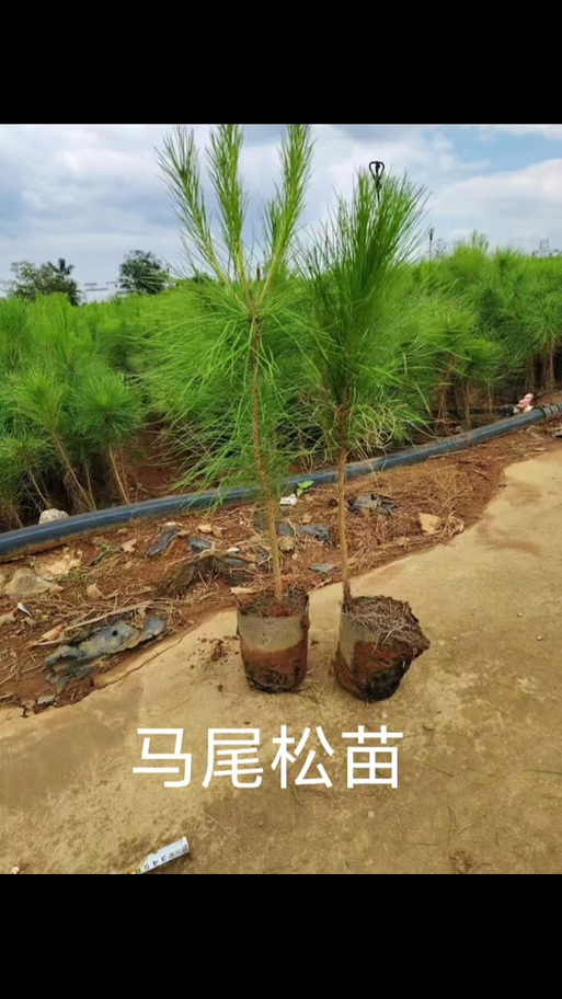 马尾松苗多少钱一棵?2025年价格参考与影响因素详解 咨询指南:如何获取精准报价?