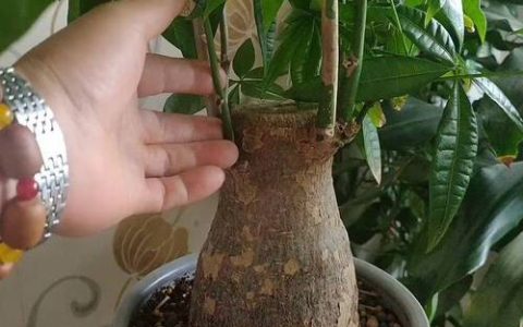 招财树怎么繁殖扦插？掌握这3步，成活率高达90%以上