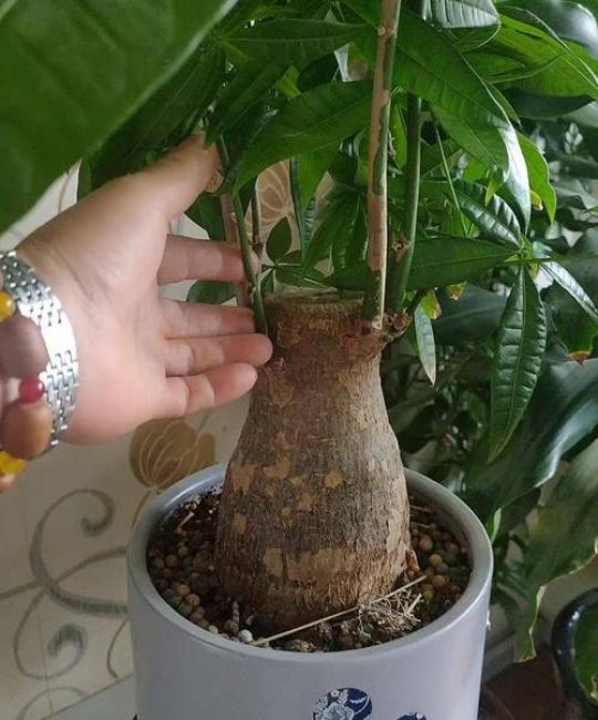 招财树怎么繁殖扦插？掌握这3步，成活率高达90%以上