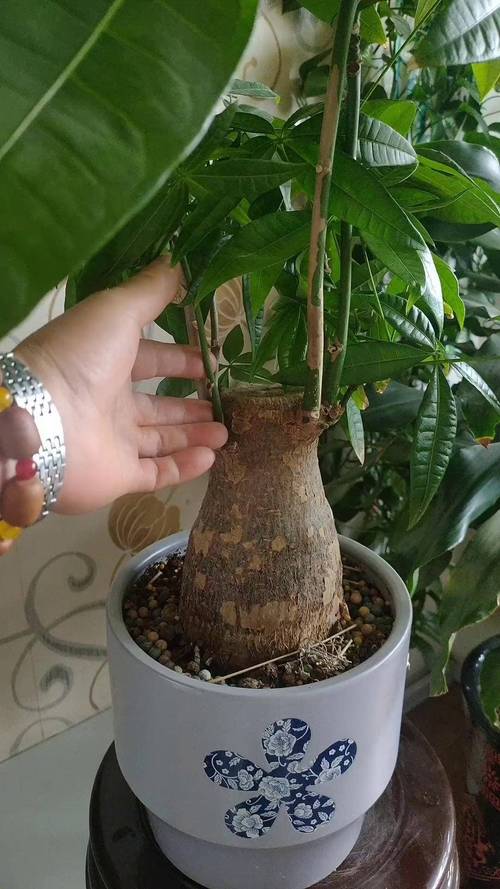 招财树怎么繁殖扦插?掌握这3步,成活率高达90%以上 招财树怎么繁殖扦插?掌握这3步,成活率高达90%以上