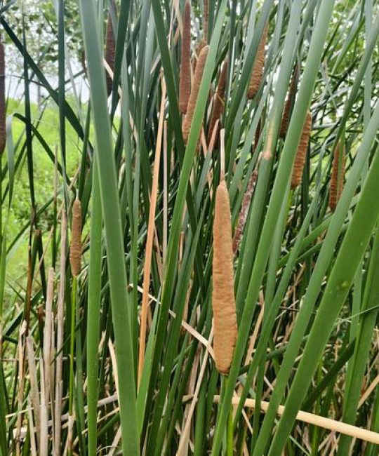 茭白与菖蒲不是同一种植物：一文讲清区别与种植要点