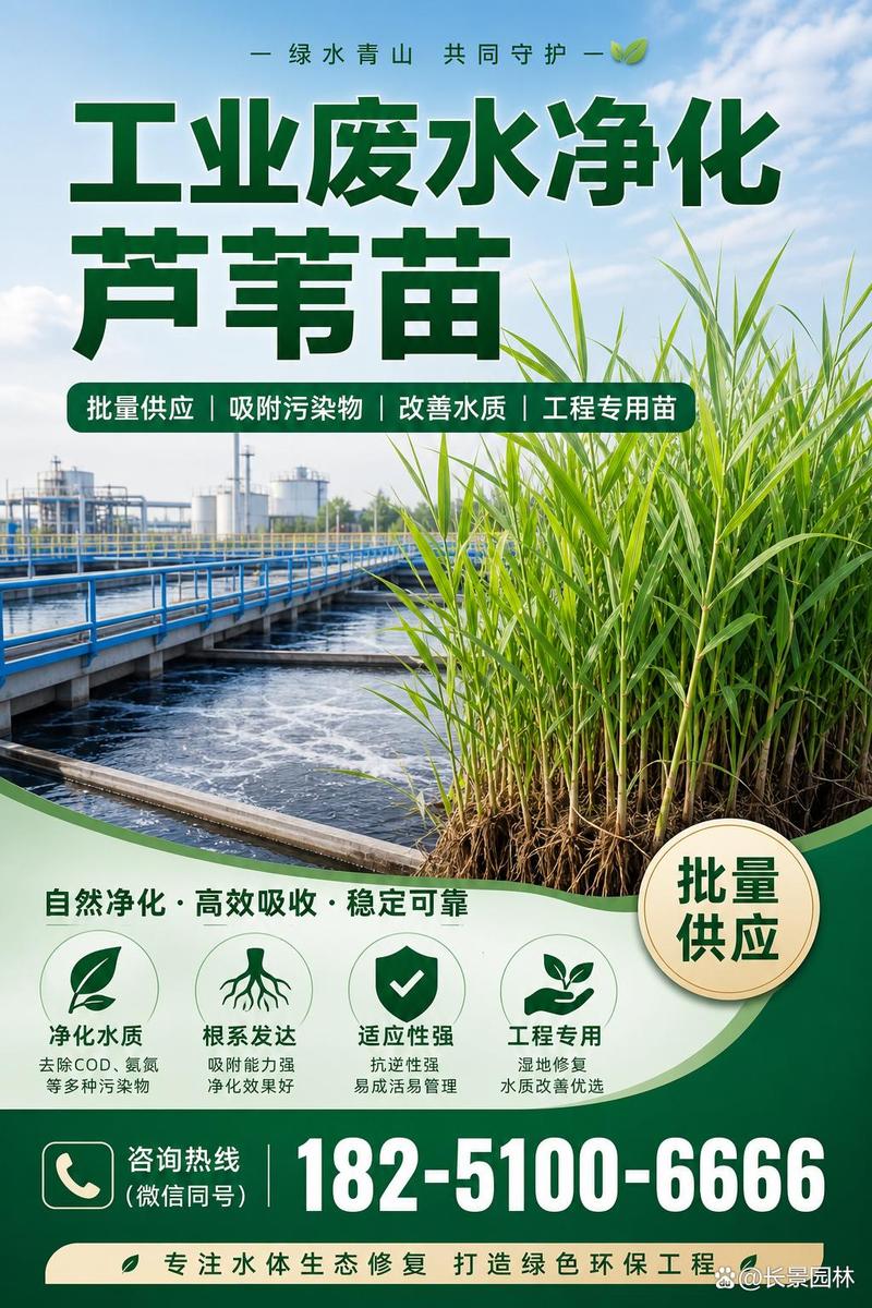 芦苇苗哪里有卖?从品种核查到售后保障的采购指南 规格标准解读:芦苇苗的关键参数与测量方法