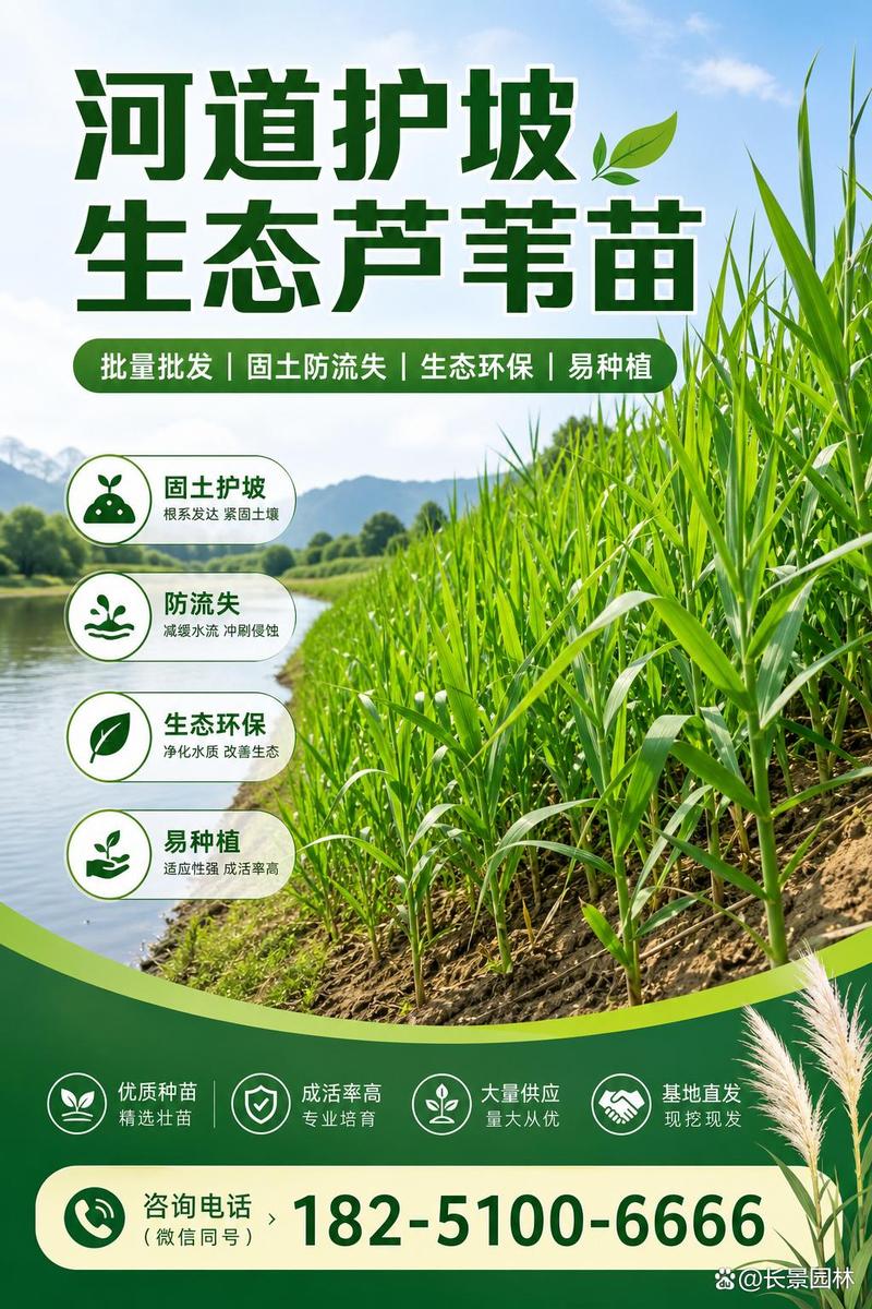 芦苇苗哪里有卖?从品种核查到售后保障的采购指南 根系健康评估:根状茎的成活关键