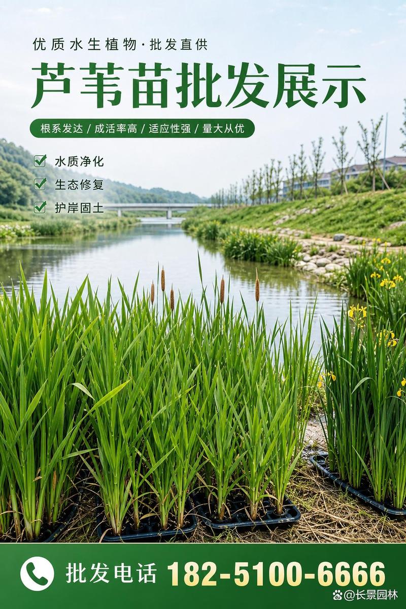 芦苇苗哪里有卖?从品种核查到售后保障的采购指南 售后补苗政策:如何识别“隐形陷阱”