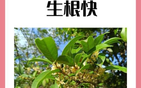 桂花能插枝吗？——详解桂花扦插繁殖技术