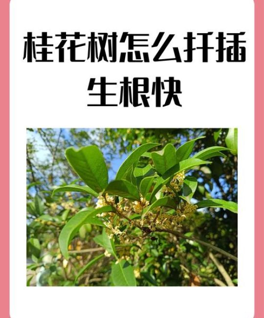 桂花能插枝吗？——详解桂花扦插繁殖技术