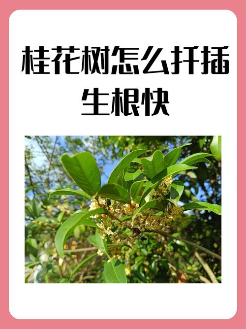 桂花能插枝吗?——详解桂花扦插繁殖技术 一、桂花插枝的可行性