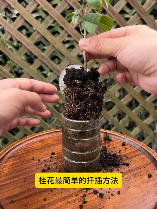 桂花能插枝吗?——详解桂花扦插繁殖技术 五、常见问题答疑