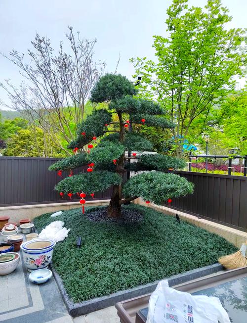 松树油怎么去除?园林施工与庭院养护中的高效清洁方案 如何预防松树油污染?