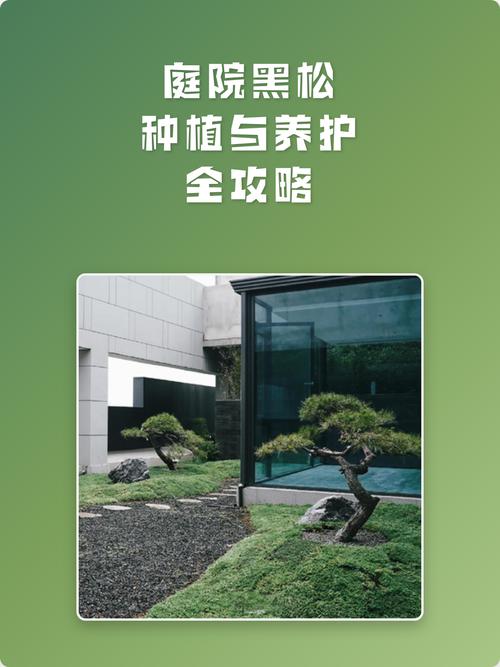 松树油怎么去除?园林施工与庭院养护中的高效清洁方案 松树油去除的六步实操流程