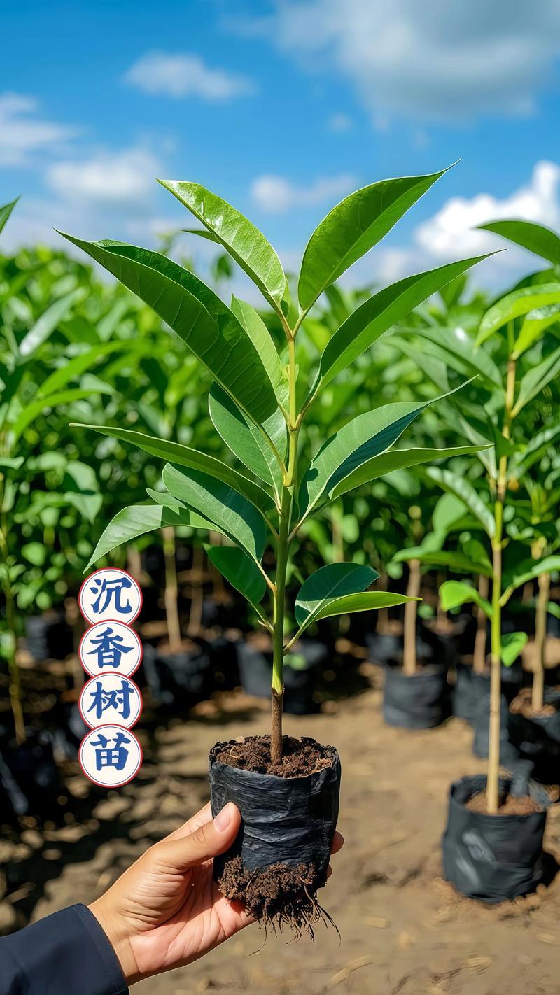 奇楠树苗多少钱一棵?2025年最新价格参考与影响因素分析 产地因素:不同产区价格差异显著