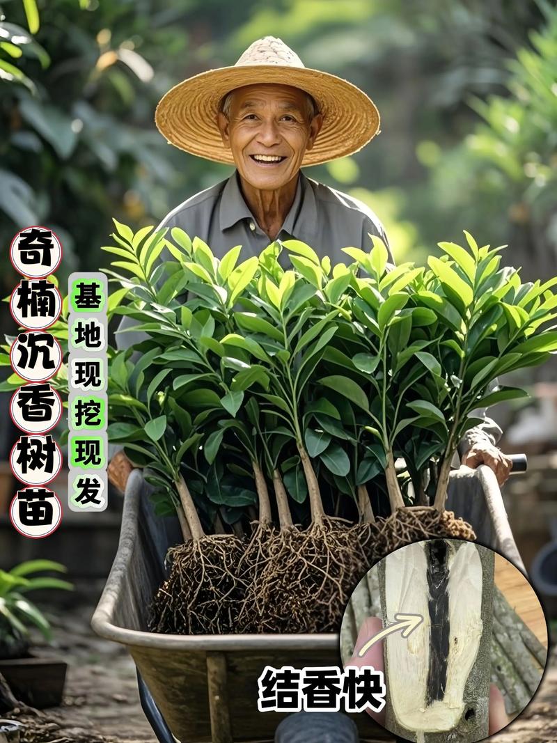 奇楠树苗多少钱一棵?2025年最新价格参考与影响因素分析 咨询指南