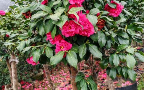 山茶花与小红花（牵牛花）对比：阳台庭院种植全攻略