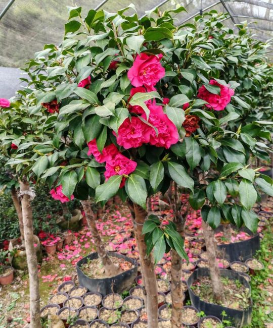 山茶花与小红花（牵牛花）对比：阳台庭院种植全攻略