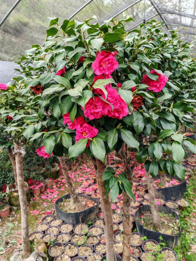 山茶花与小红花(牵牛花)对比:阳台庭院种植全攻略 山茶花与小红花(牵牛花)对比:阳台庭院种植全攻略