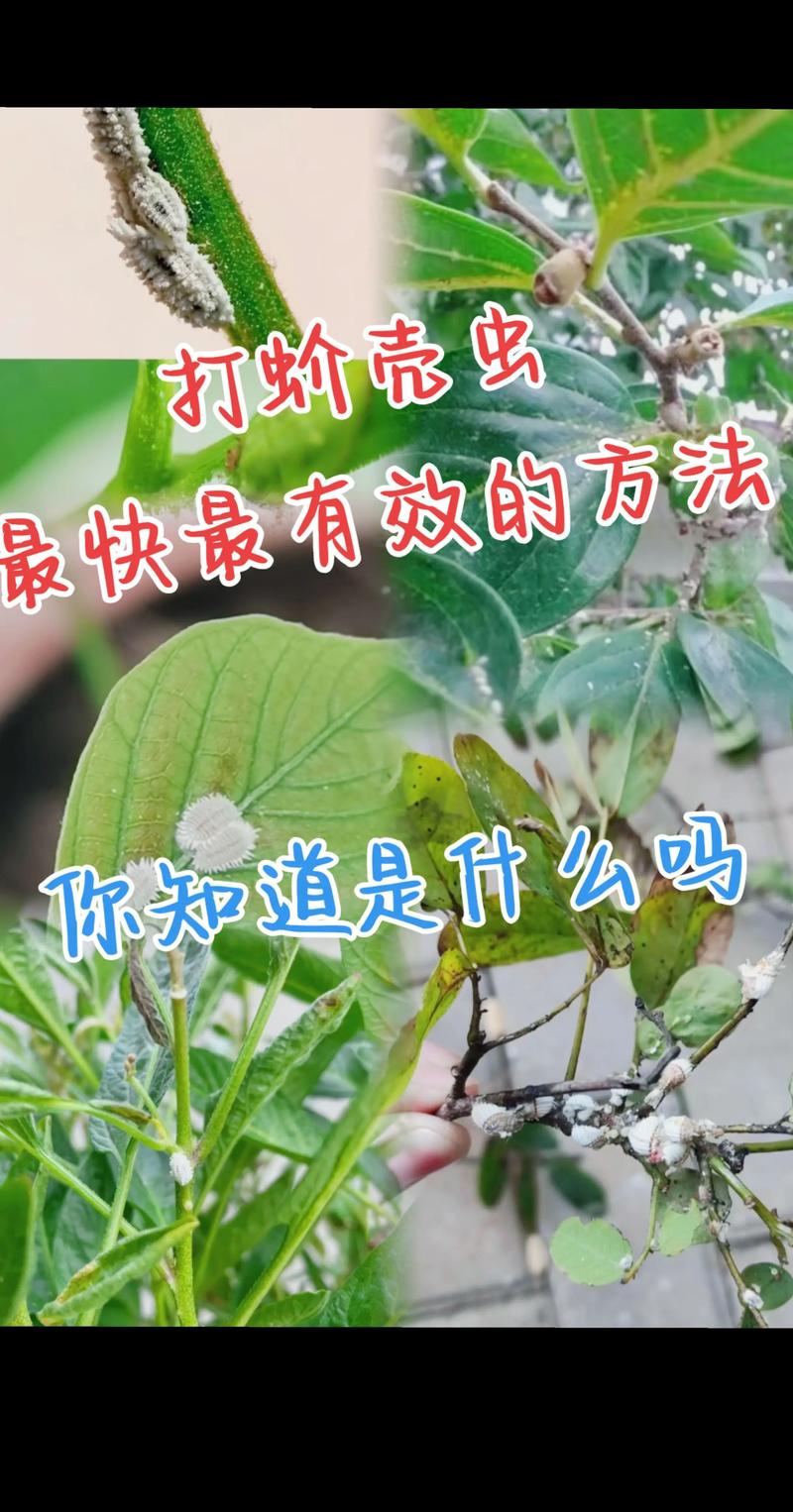 核桃树生虫怎么办?从果苗选购到种植管理全面防治指南 香玲、辽核1号、鲁光最适合华北、西北和西南产区,能有效减少虫害