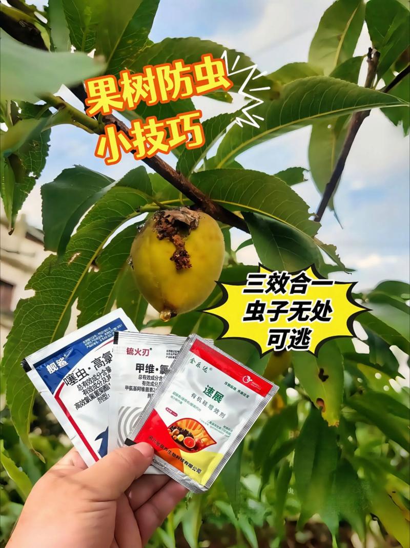 核桃树生虫怎么办?从果苗选购到种植管理全面防治指南 休眠期修剪培养主干疏层形,萌芽前施氮、膨果期增钾、秋季施有机肥