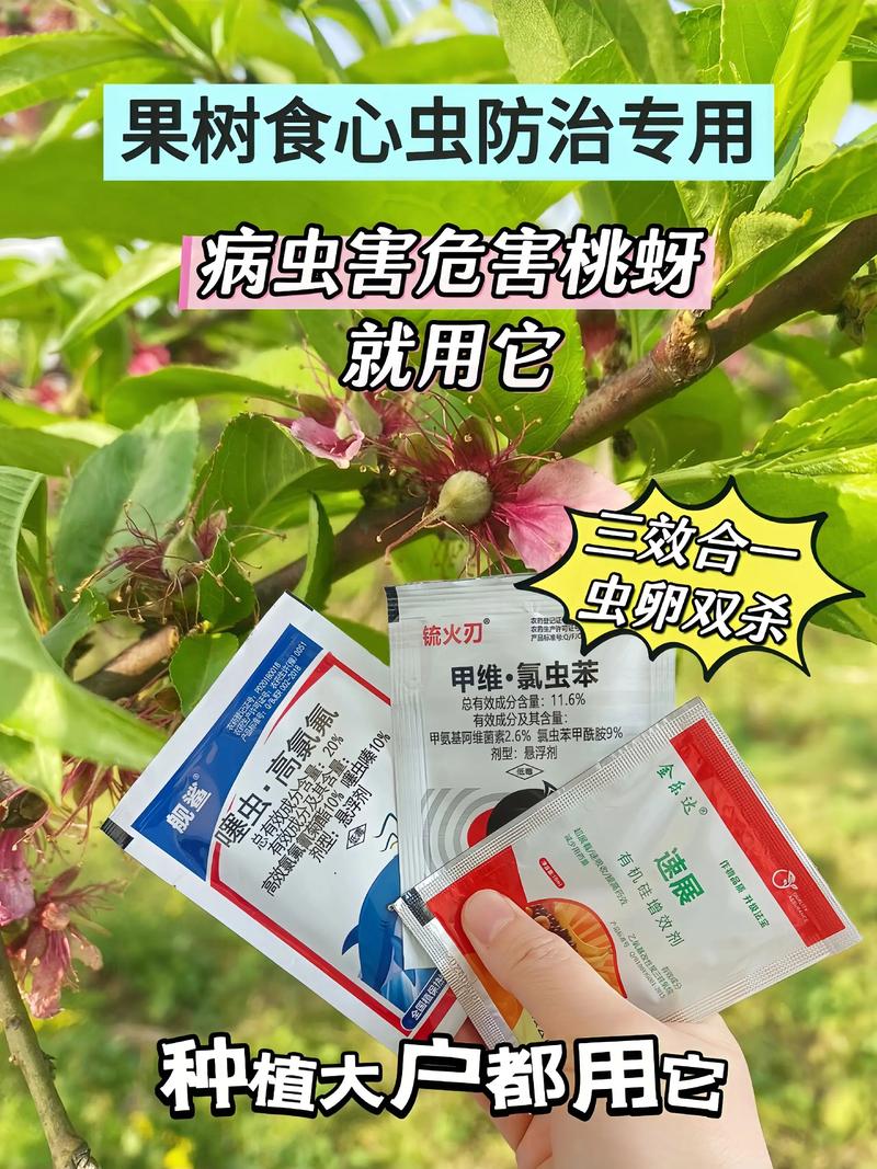 核桃树生虫怎么办?从果苗选购到种植管理全面防治指南 配置授粉树是保证产量的关键,辽核为香玲最适授粉品种,比例10:1