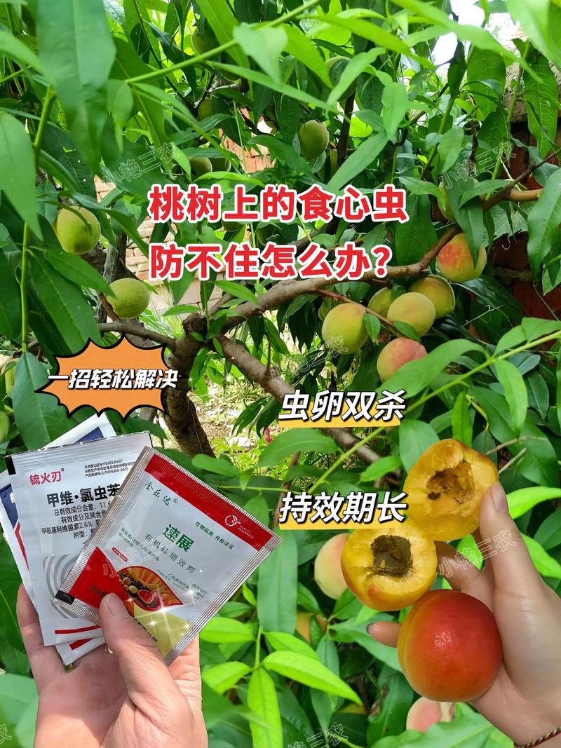核桃树生虫怎么办?从果苗选购到种植管理全面防治指南 重点防治核桃举肢蛾、云斑天牛和蚜虫,以农业防治为主,化学防治为辅