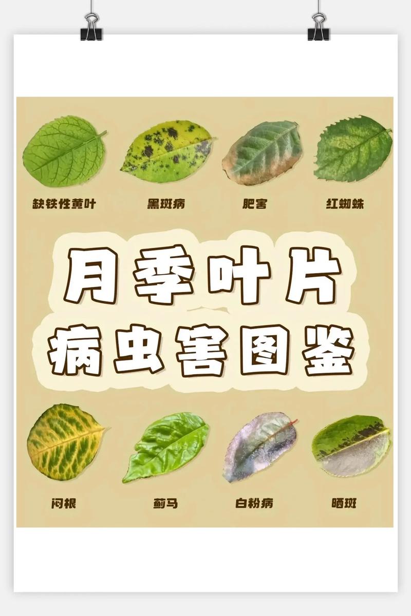 月季花叶子生虫怎么办?手把手教你识别与防治,守护花朵健康绽放 光照与水肥精准方案(对月季抗虫性的影响)