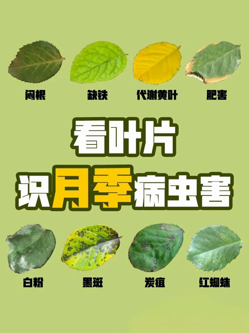 月季花叶子生虫怎么办?手把手教你识别与防治,守护花朵健康绽放 修剪促花系统指导(与虫害的关联)
