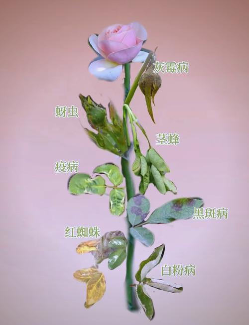 月季花叶子生虫怎么办?手把手教你识别与防治,守护花朵健康绽放 盆栽/地栽选择决策(影响虫害防治策略)