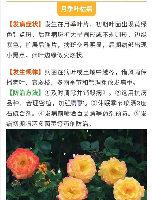 月季花叶子生虫怎么办?手把手教你识别与防治,守护花朵健康绽放 总结:3个核心可执行动作