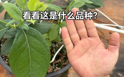 怎么辨别蓝莓树？从嫁接口、根系和苗龄三招教你选对苗