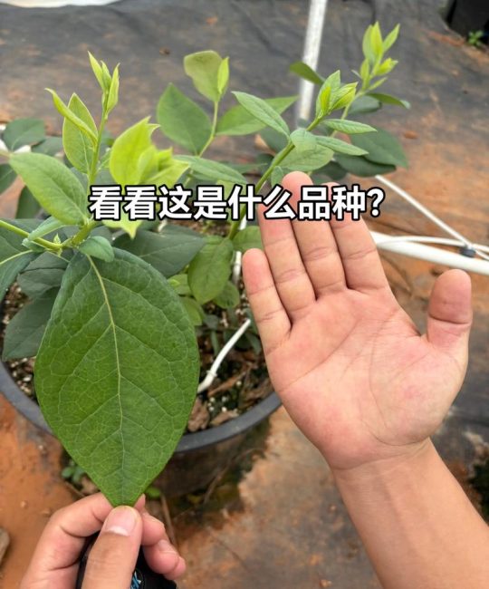 怎么辨别蓝莓树？从嫁接口、根系和苗龄三招教你选对苗