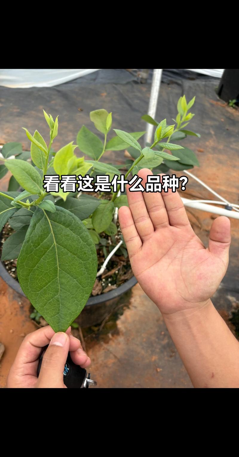怎么辨别蓝莓树?从嫁接口、根系和苗龄三招教你选对苗 怎么辨别蓝莓树?从嫁接口、根系和苗龄三招教你选对苗