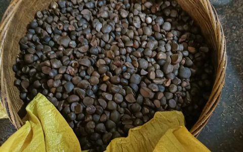 茶籽油多少钱一斤？产地、等级与采购量影响报价