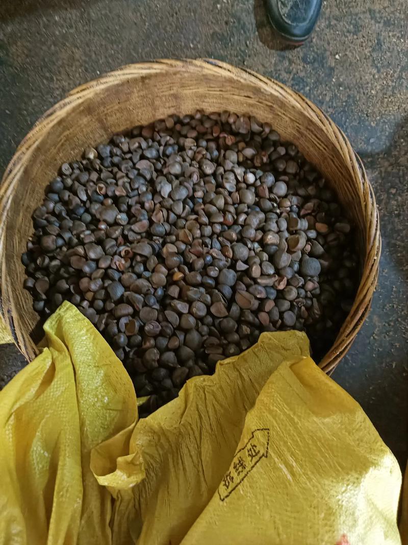 茶籽油多少钱一斤?产地、等级与采购量影响报价 茶籽油多少钱一斤?产地、等级与采购量影响报价