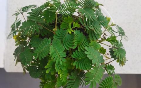 含羞草怎么种植盆栽？从选种到成活的全流程指南