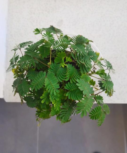 含羞草怎么种植盆栽？从选种到成活的全流程指南
