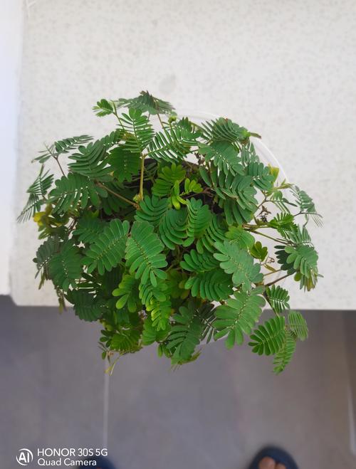 含羞草怎么种植盆栽?从选种到成活的全流程指南 含羞草怎么种植盆栽?从选种到成活的全流程指南