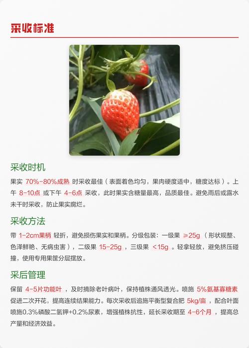 草莓适合在哪里种植?一份详尽的草莓种植技术全指南 六、缓苗管理:前7天是成败关键