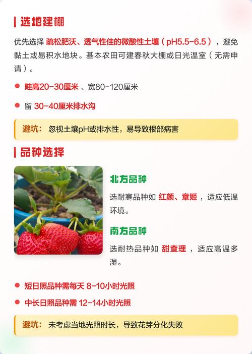 草莓适合在哪里种植?一份详尽的草莓种植技术全指南 七、成活注意事项:细节决定收成