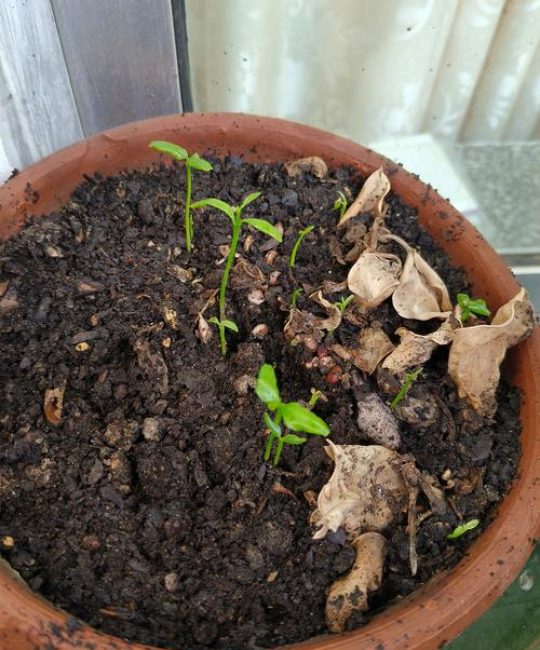 刚种的沃柑幼苗需要剪枝吗？这份指南帮你理清养护重点