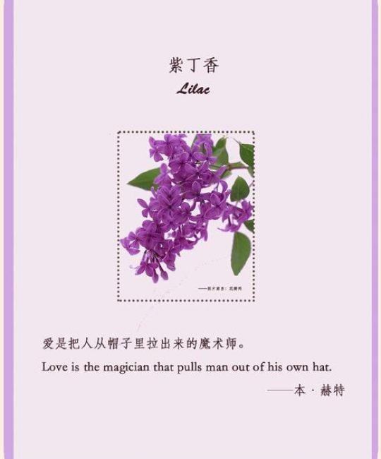 丁香花花语与寓意：纯洁与初恋的象征
